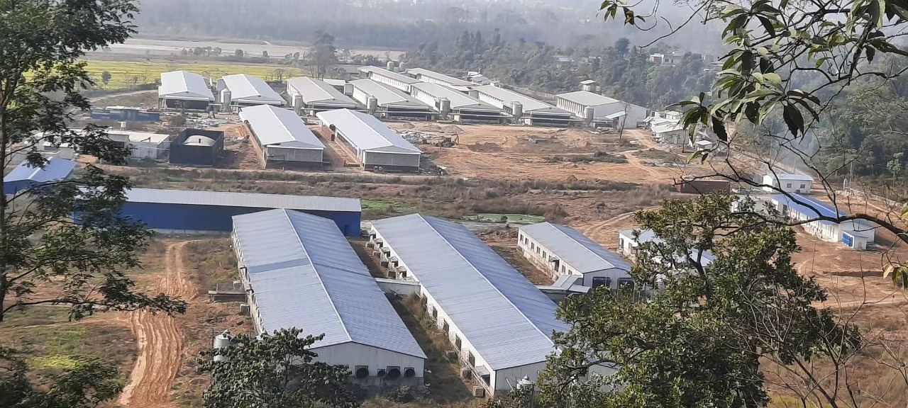 Aerogel Roof Coating Saves Nepal Poultry Farms: Hens Lay Eggs All Summer at 40°C